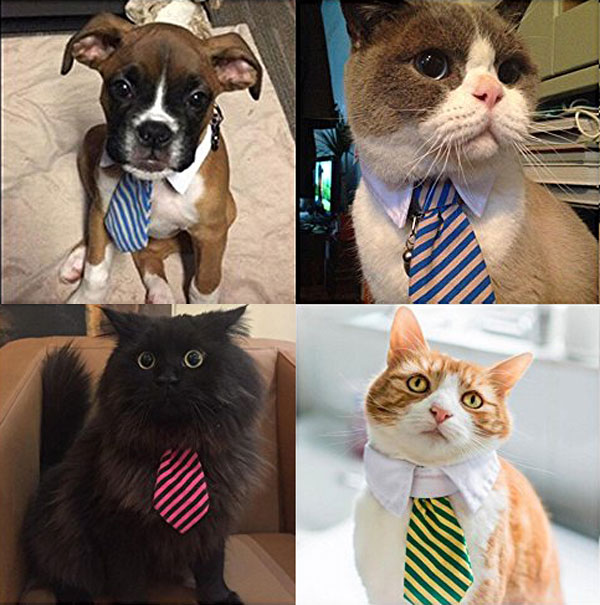 plusieurs chiens et chats avec des cravates de différentes couleurs